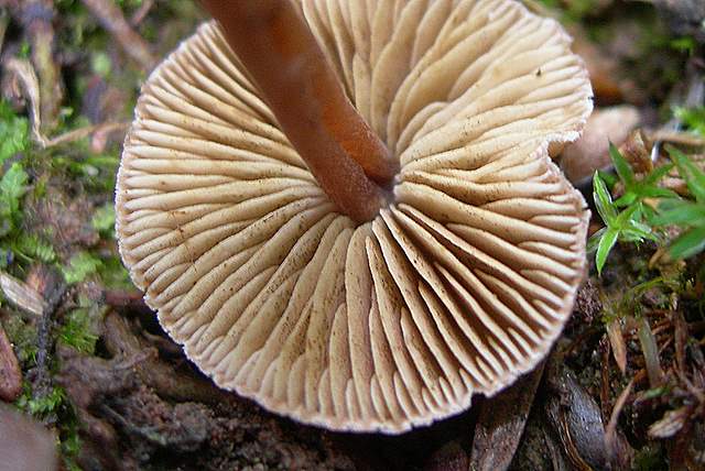 Alcune specie di fine primavera